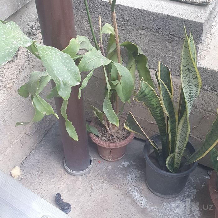 Продаются комнатные цветы выраженные с любовью свои