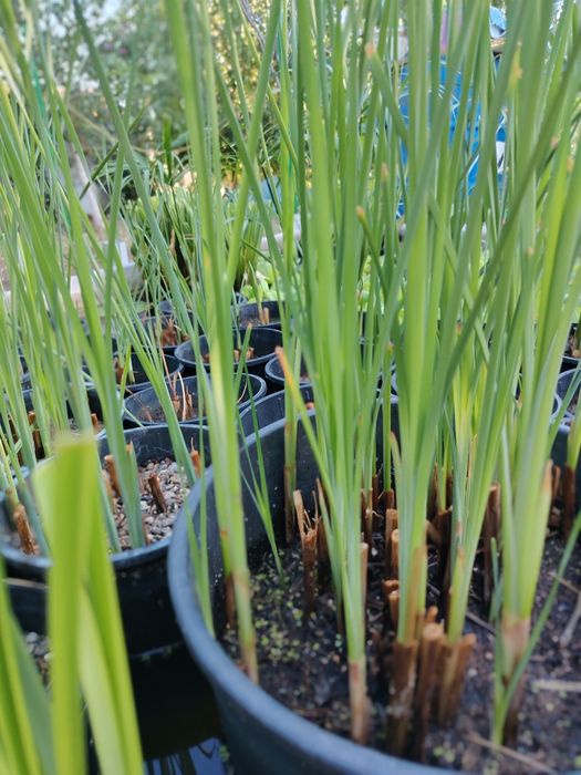 Plante iaz papura pitica stuf nuferi plante acvatice