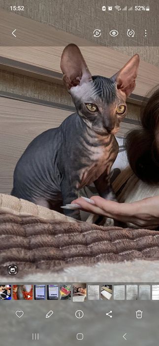 Канадский сфинкс на случку