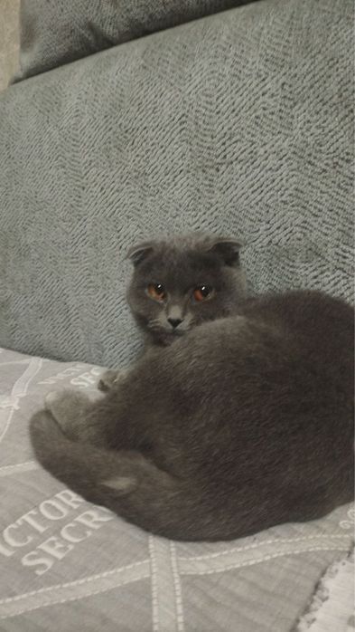 Скоттиш-фолд кошка