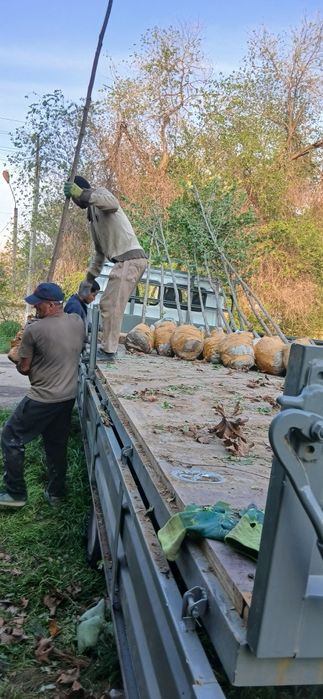 Chinor bor Toshkent da