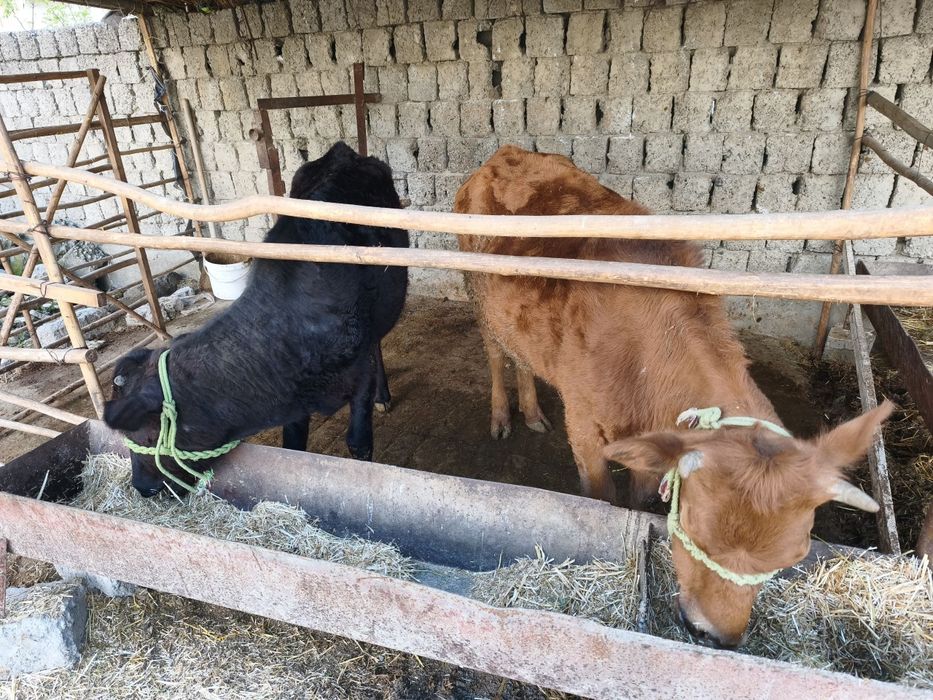 Gunojin sotladi soglom yuvosh