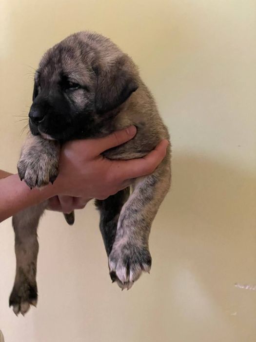 Zotdor cho'pon itlar