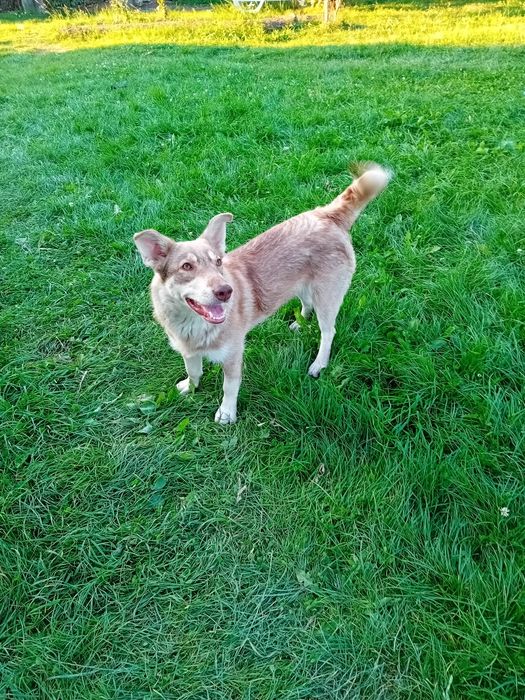 Donez cățeluşă de 2 luni