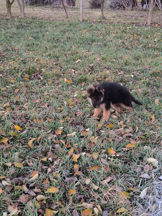 Pui de ciobanesc german cu pedigre.