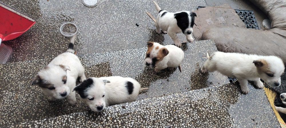 Джак Ръсел бебе на 2мес