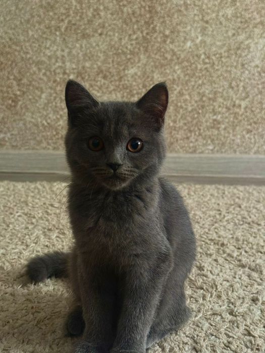 Британская котята