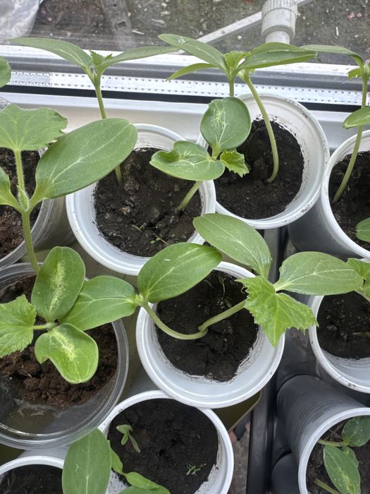 Рассада огурцов