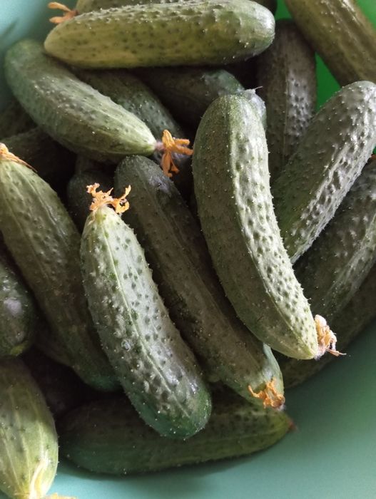 Продам домашние огурцы
