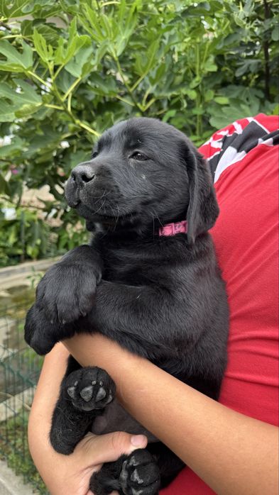 Pui Labrador Retriever