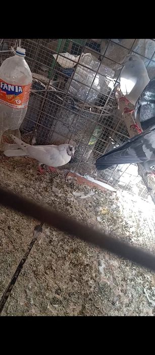 Sotiladi Toshkent shahar Bektemir tumani xamas uchib oʻynid srochn xam