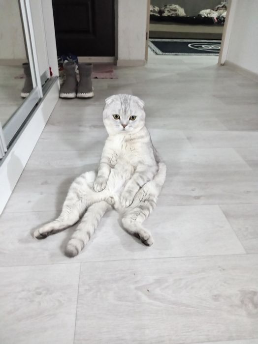 Чисто кровный фолд вязка