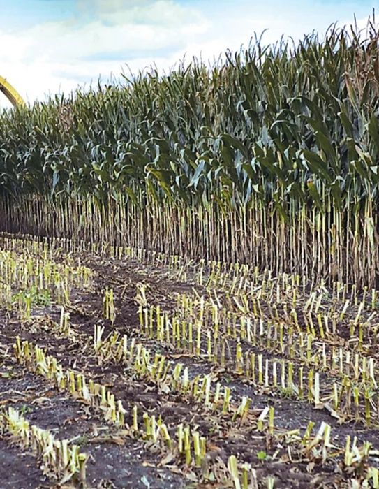 Sămânță Porumb Certificat pentru SILOZ cu Acte pt subvenția APIA