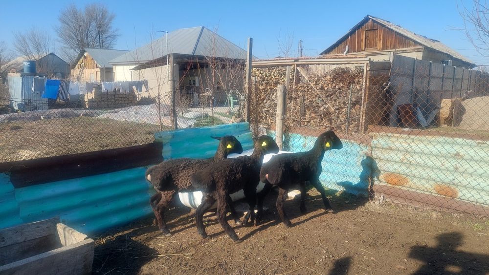 Қозы сатылады тұсақ,биреуы 85000