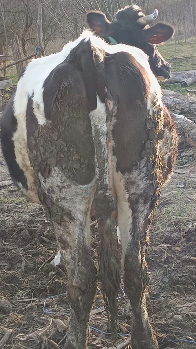 Vând o junincă pregătită de fătat