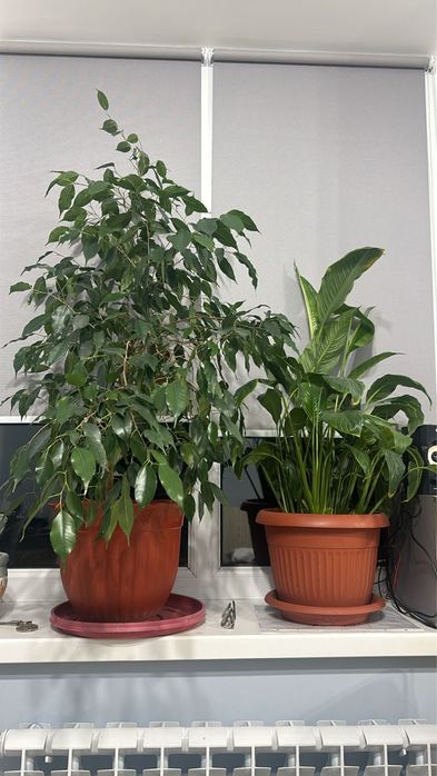 Продаются комнатные растения