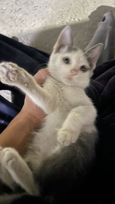 Продам котят сразу двоих