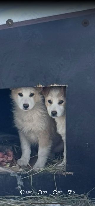 Щеночки в добрые руки