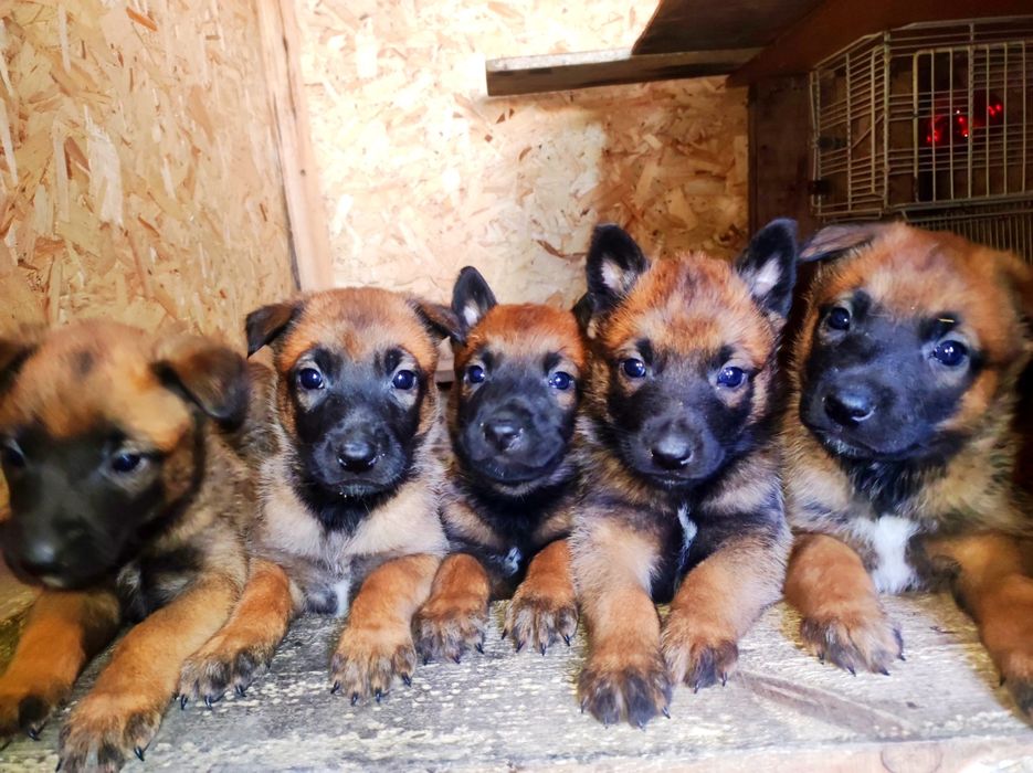 Бельгийская овчарка малинуа