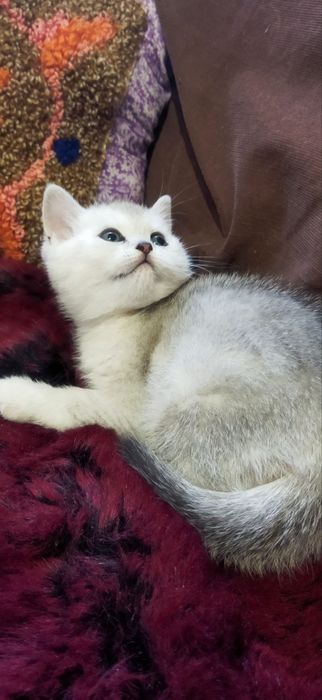 Серебряная шиншилла котенок
