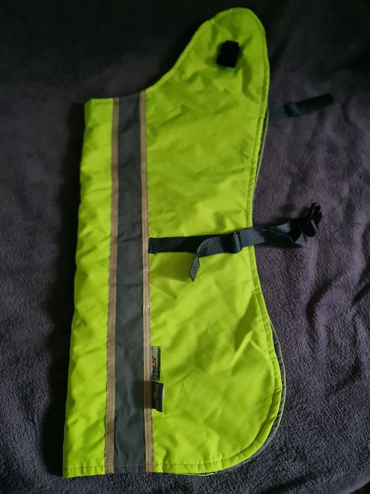 Hainuta catei, reflectorizanta