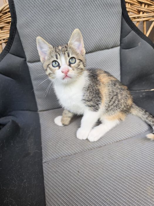 Dau spre adopție pui  de pisică