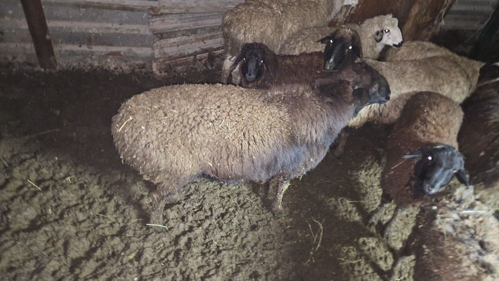 Қошқар сатылады.