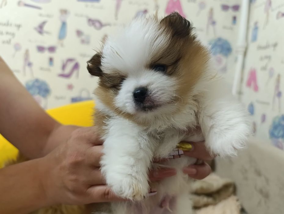 Продам щенков шпица.