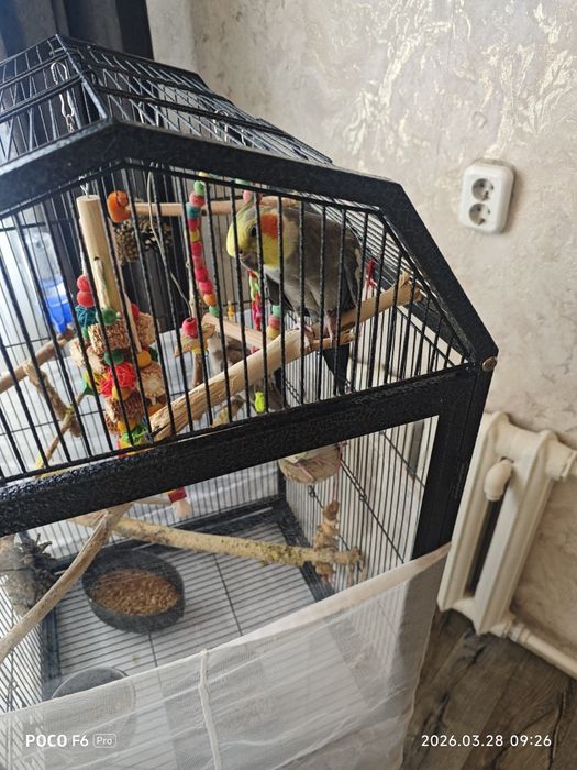 Продам попугаев карелла