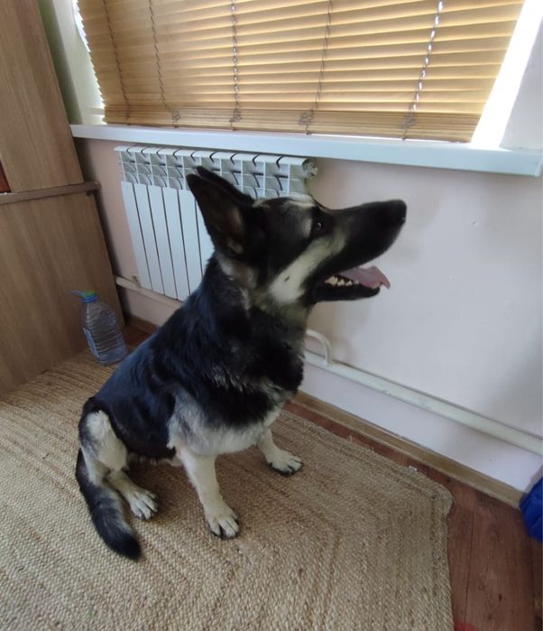 Кобель ВЕО на вязку