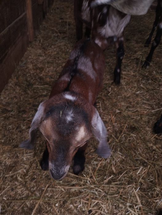 Vând capre Anglo Nubiene