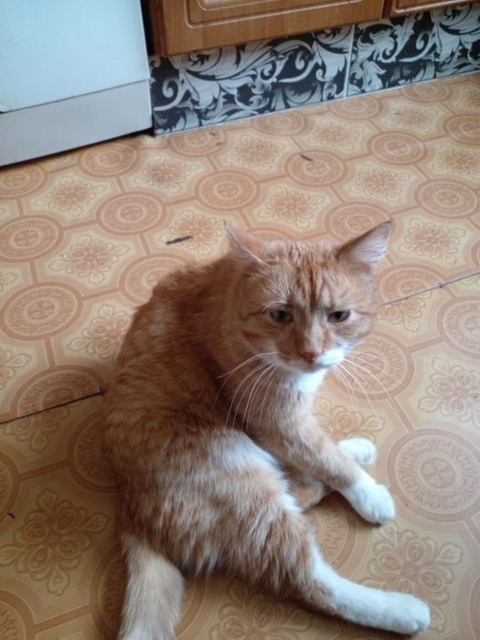 Отдам кота в добрые руки