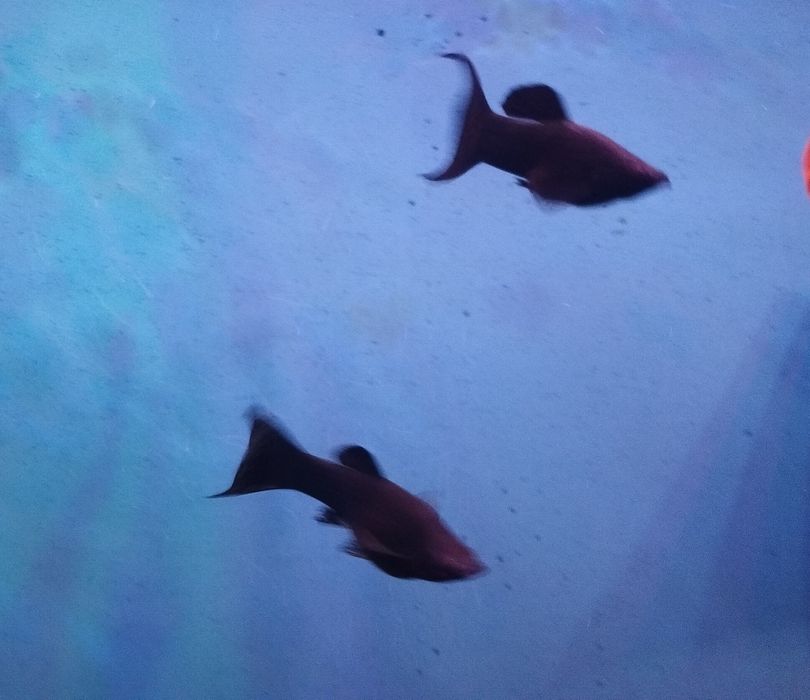 Продаю рыбок молинезия чёрная, меченосцы.