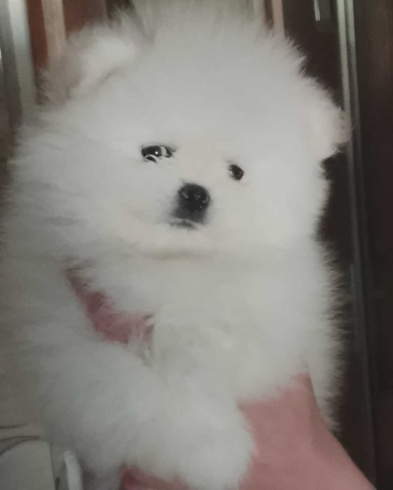 Baietel cu pedigree superb