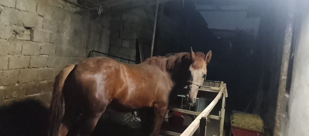 Той сотилади айгир