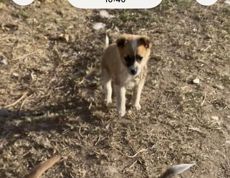 Одам в добрые руки щенков