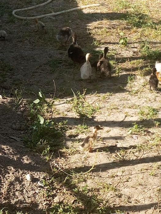 Ordak va 1 Dona gozcha sotiladi