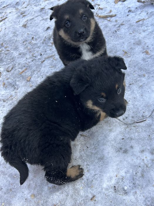 Отдаю щанят полу авчарок