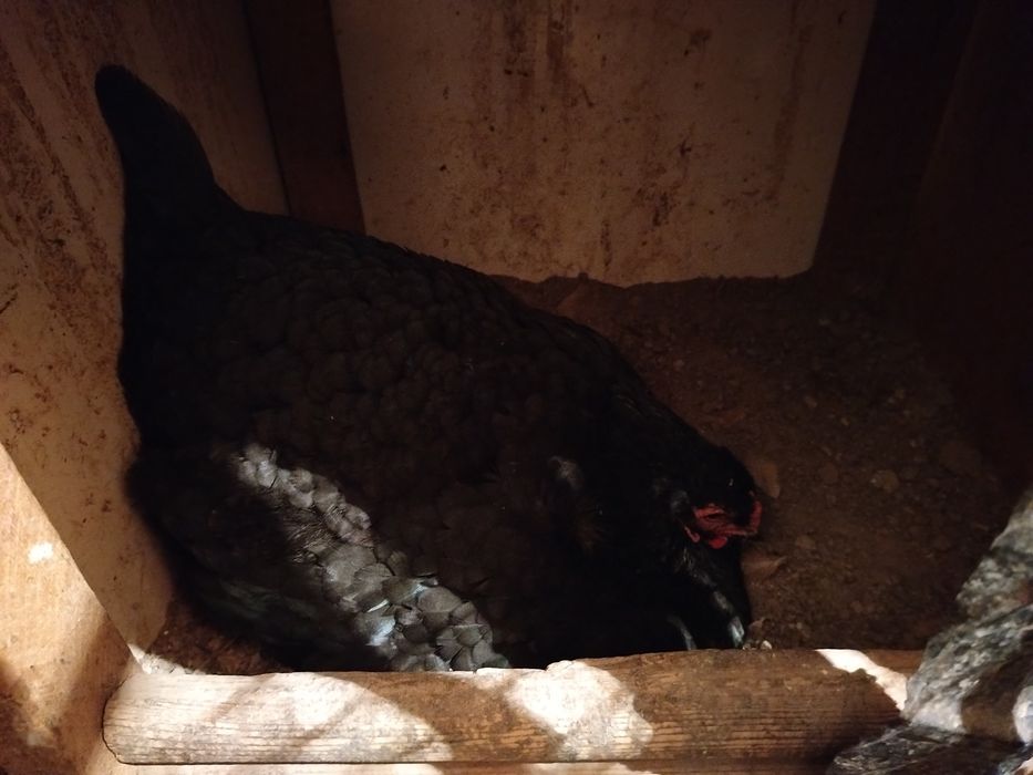 Qora Shahzoda ho'rozlari Xan Xyap ho'rozlari Adler serebro ho'rozlari