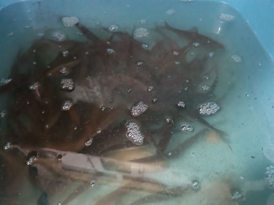 Живец на хищника