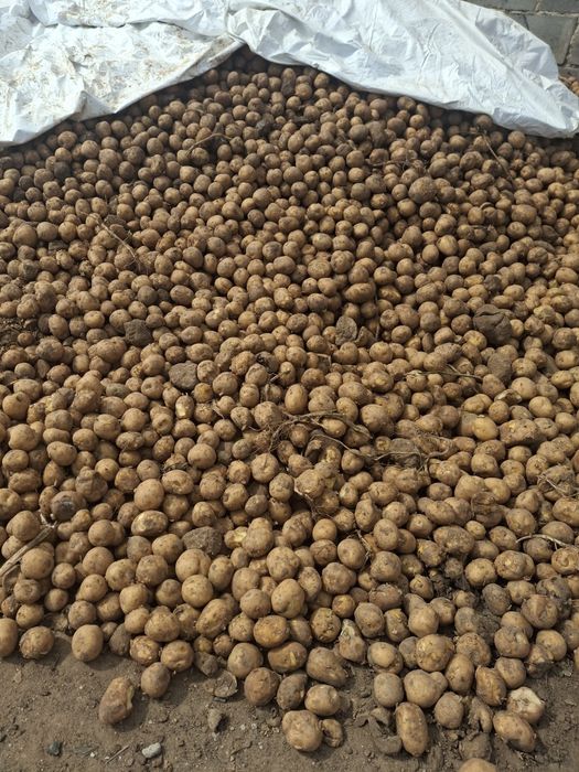 Продам кармовую картошку
