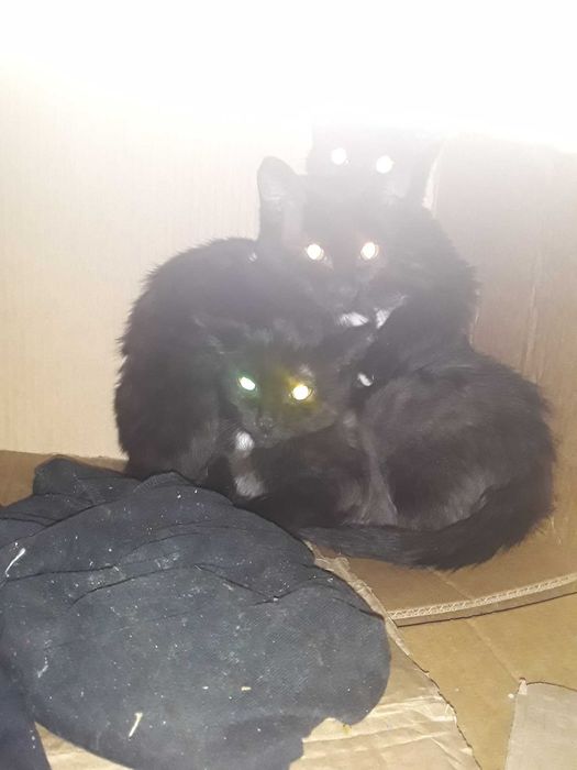 Продам кошки  на 3 хороший