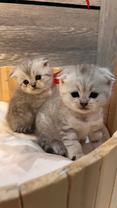 2 oylik sog‘lom mushukchalar sotiladi