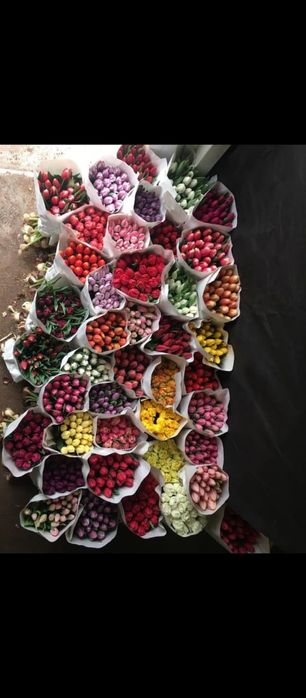 Большие тюльпаны Алматы