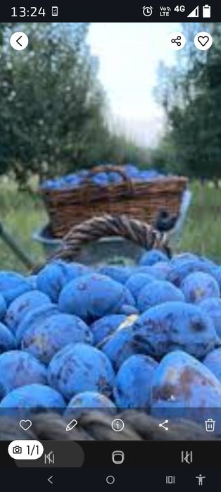Vând 3000 kg prune centenar.