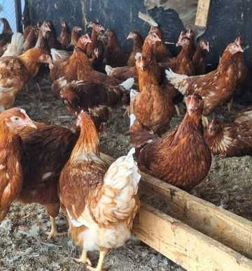 Куры молодки.       .