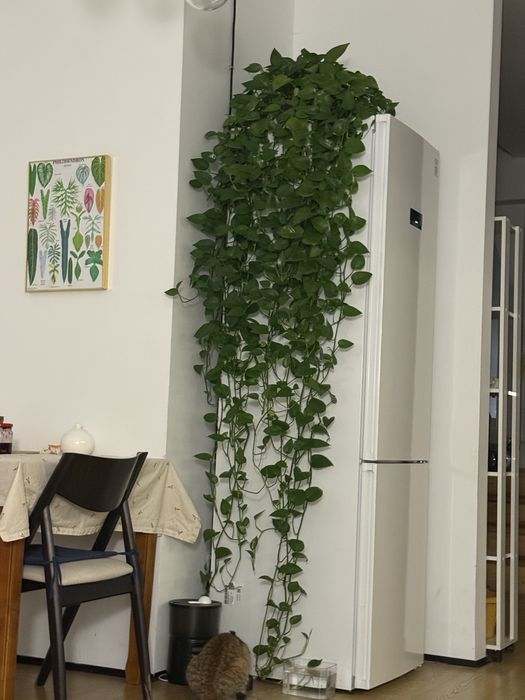 Продам эпипремнум (лиана)