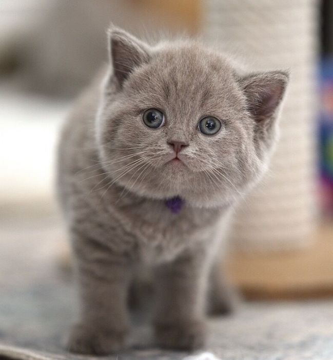 Британские Котята Алматы