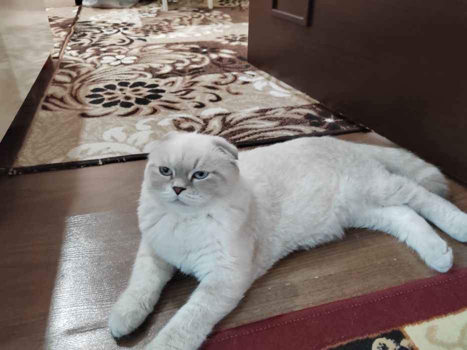 Зотдор мушук сотилади