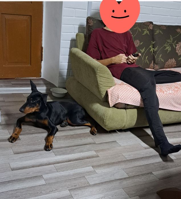 Продам добермана